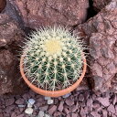 楽天市場 観葉植物 種類 植物 サボテン 人気ランキング1位 売れ筋商品