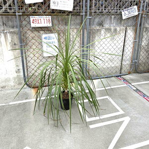 観葉植物 コルディリネの通販 価格比較 価格 Com