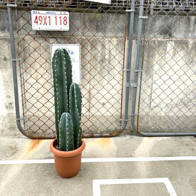 楽天市場 サボテン トゲ なしの通販