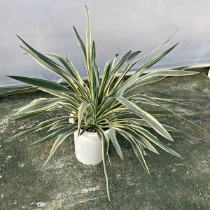 観葉植物 グロリオサ 観葉植物の人気商品 通販 価格比較 価格 Com