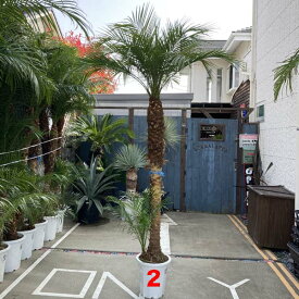 楽天市場 八丈島 観葉植物 花 観葉植物 花 ガーデン Diyの通販