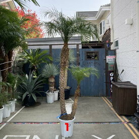 楽天市場 八丈島 観葉植物 花 観葉植物 花 ガーデン Diyの通販