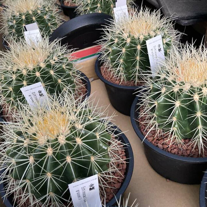 楽天市場】金鯱 キンシャチ ゴールデンバレルカクタス 玉サボテン  