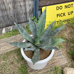 観葉植物 10号 アガベの人気商品 通販 価格比較 価格 Com