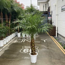 楽天市場 観葉植物 種類 植物 ヤシ シュロチク 高さ 植物 131cm 花 観葉植物 花 ガーデン Diy の通販