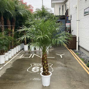 観葉植物 フェニックスロベレニーの人気商品 通販 価格比較 価格 Com