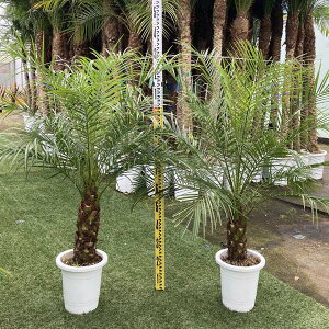 8号 観葉植物 観葉植物の人気商品 通販 価格比較 価格 Com