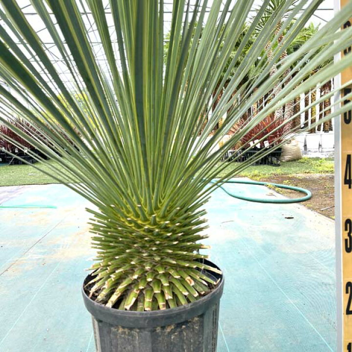 楽天市場】ロストラータ ユッカ・ロストラータ 観葉植物 お祝 新築祝い 