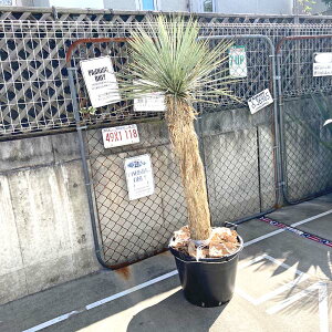 観葉植物 ユッカロストラータ Diy 工具の人気商品 通販 価格比較 価格 Com