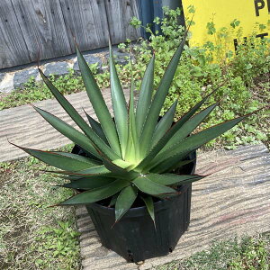 観葉植物 アガベ 7号 Diy 工具の人気商品 通販 価格比較 価格 Com