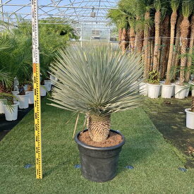 楽天市場 ユッカ ロストラータ 地 植えの通販