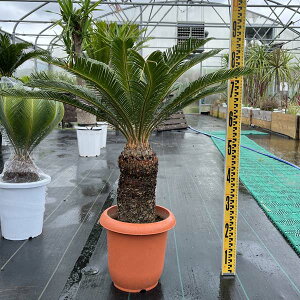 観葉植物の人気商品 通販 価格比較 価格 Com