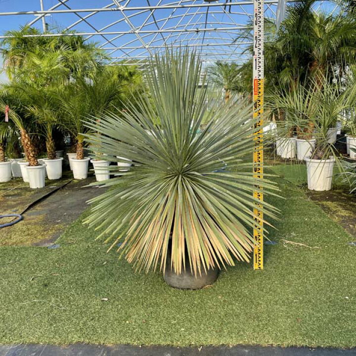 楽天市場 送料無料 ロストラータ ユッカ ロストラータ ブルースワン 観葉植物 お祝 新築祝い 開店祝い シンボルツリー 記念樹 ドライガーデン ロックガーデン Lea Mala Pua 楽天市場店