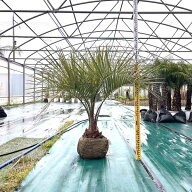 ココスヤシ パームツリー Butiayatay 椰子 観葉植物 お祝 新築祝い 開店祝い シンボルツリー 記念樹 ドラ…