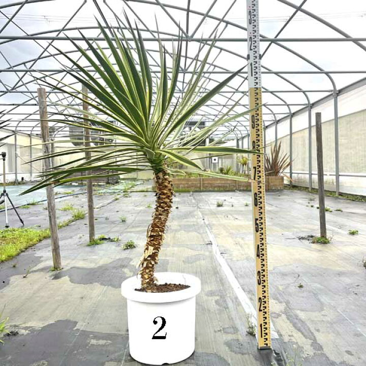 楽天市場】斑入り バリエガータ アロイフォリア ユッカ・アロイ 