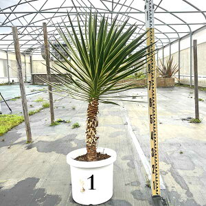  oGK[^ ACtHA bJEACtHA ϗtA j Vzj JXj V{c[ LO ϊ hCK[f