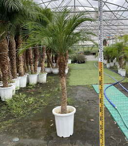観葉植物 フェニックスロベレニーの人気商品 通販 価格比較 価格 Com