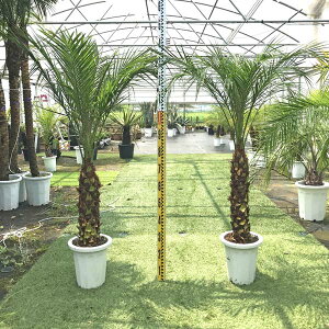 観葉植物 フェニックスロベレニーの人気商品 通販 価格比較 価格 Com 観葉植物 フェニックスロベレニーの人気商品 通販 価格比較 価格 Com