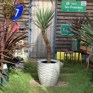 Aؔ 傫ȃv^[  IV y  33cm TO84B