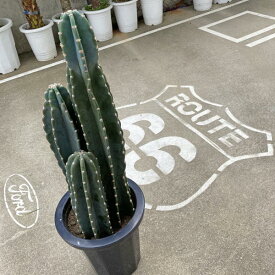 楽天市場 サボテン トゲ なしの通販