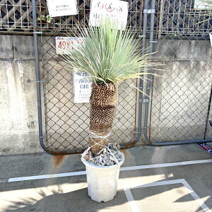 観葉植物 ユッカロストラータの人気商品 通販 価格比較 価格 Com