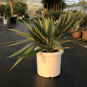 観葉植物 グロリオサ 観葉植物の人気商品 通販 価格比較 価格 Com 観葉植物 グロリオサ 観葉植物の人気商品 通販 価格比較 価格 Com