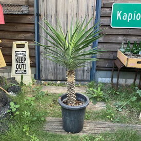 楽天市場 ユッカ アロイフォリア 花 ガーデン Diy の通販