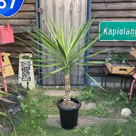 楽天市場 地植え ユッカの通販