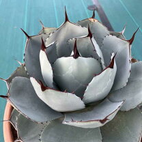 楽天市場】アガベ トルンカータの通販 