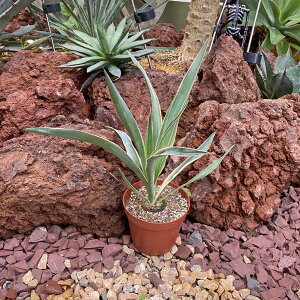 観葉植物 グロリオサ 観葉植物の人気商品 通販 価格比較 価格 Com