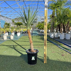 yz ACtHA bJEACtHA ϗtA j Vzj JXj V{c[ 8 LO ϊ hCK[f