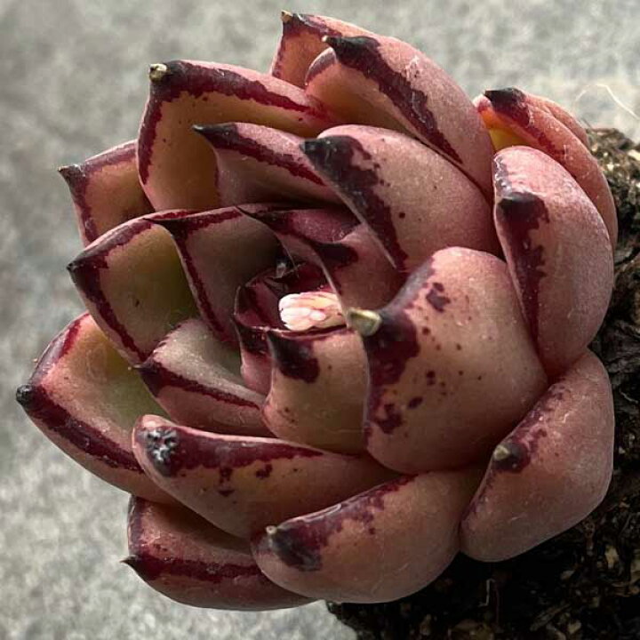 楽天市場】多肉植物 苗 エボニー 韓国産 抜き苗 韓国苗 : Lea Mala pua  