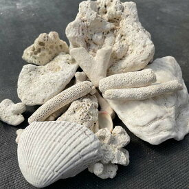 サンゴ砂利 14kg 珊瑚 化粧石 マルチング 石　サンゴ石　珊瑚石