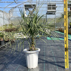 ヤシ 観葉植物の人気商品 通販 価格比較 価格 Com