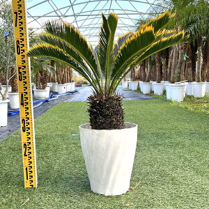 観葉植物 シンボルツリーの人気商品 通販 価格比較 価格 Com