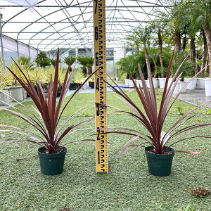 RWl I[XgX bhX^[ 4 hCK[f ϊ