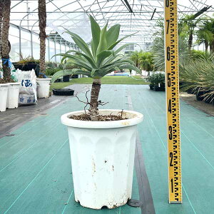 yz AKx Aei[^ ϗtA j Vzj JXj V{c[ 10 LO hCK[f