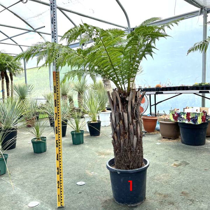 楽天市場】【送料無料】ディクソニア・アンタルクティカ ヘゴシダ 観葉  