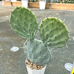 ��ۖ~ �T�{�e�� �E�`���T�{�e�� �I�I�}���{�� �E�`�� �h���C�K�[�f���y���������z