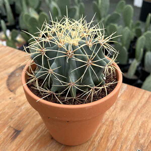 ������ �I�E�J�������E �T�{�e�� 4.5�� �h���C�K�[�f��