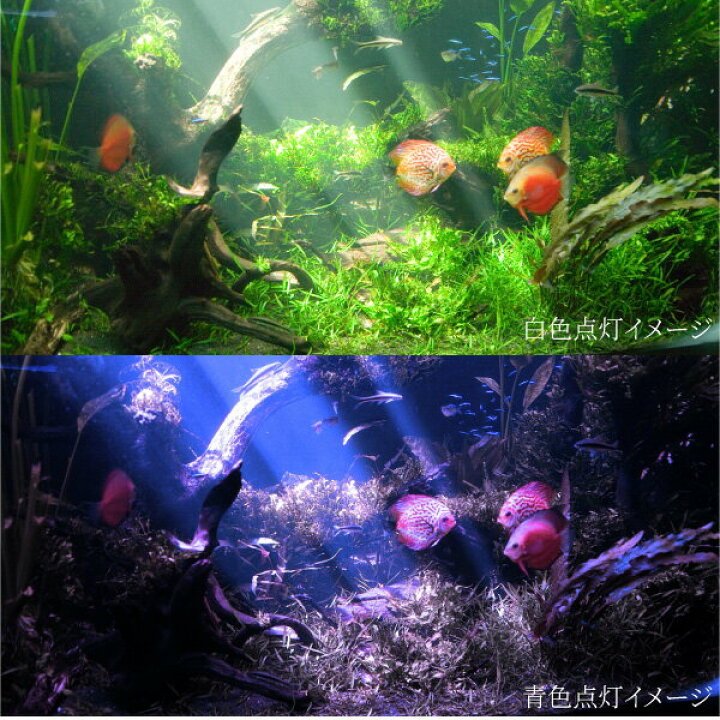 楽天市場 アクアリウム Led ライト 水槽 照明 180led 42w 2色発光 白 青 114cm 1cm サイズ調整可能 大型水槽対応 薄型 軽量 アルミニウム製 1 3k 熱帯魚 水草 流木 金魚 インテリア 観賞用 癒し 雑貨通販 Happy Space