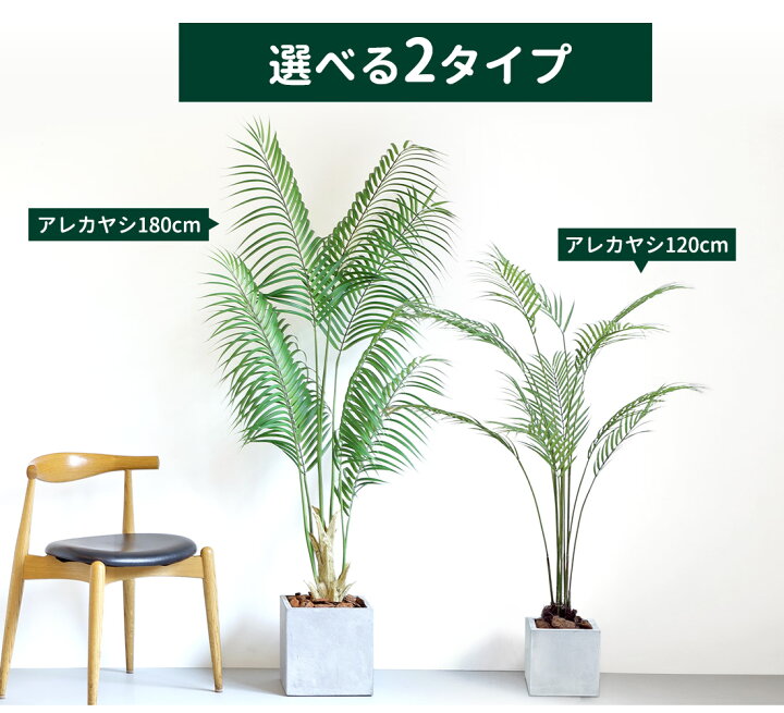 楽天市場】【本日20時から開始4時間☆20%OFF】アレカヤシ 120cm 180cm 