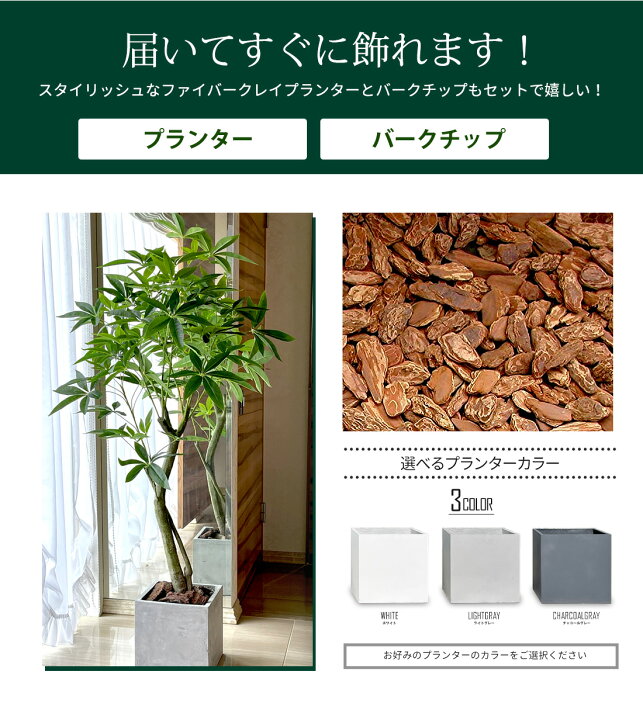 楽天市場】パキラ 150cm 【ファイバークレイ製 プランター & バーク  