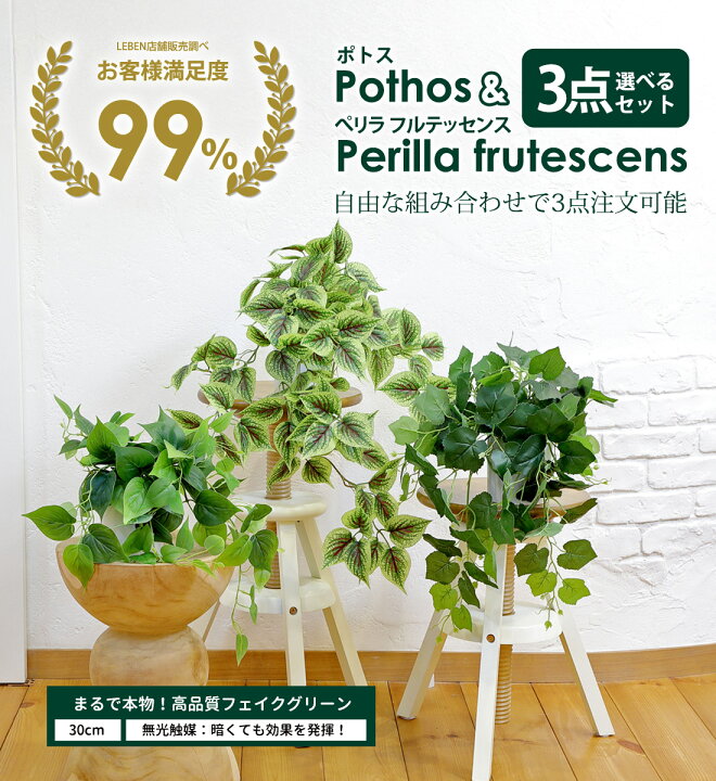楽天市場】【20%OFFクーポン！お買い物マラソン】ポトス[斑入り/斑無し
