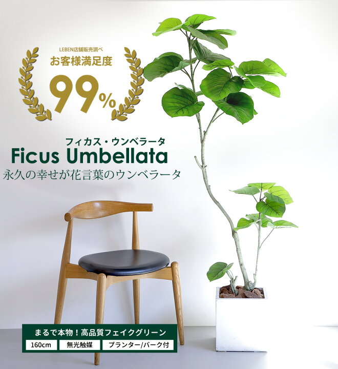楽天市場】【14日20時から開始4時間☆20%OFF】フィカス・ウンベラータ 