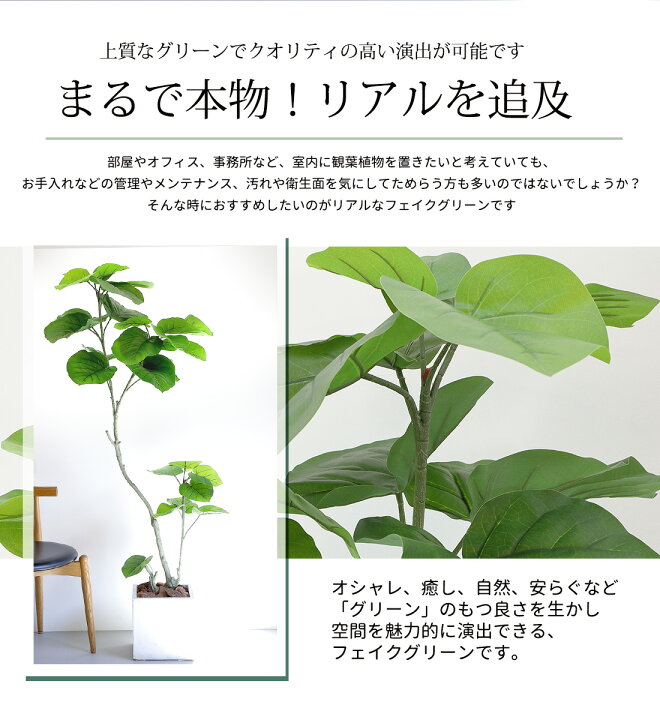 楽天市場】【20%OFFクーポン！お待たせ特典割引】【一部予約】フィカス 