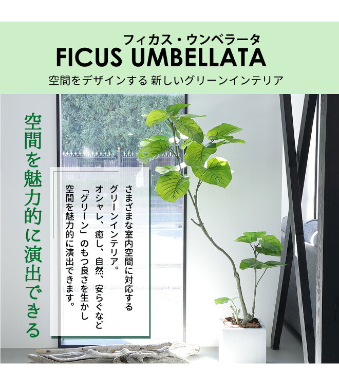 楽天市場】【20%OFFクーポン！お待たせ特典割引】【一部予約】フィカス 