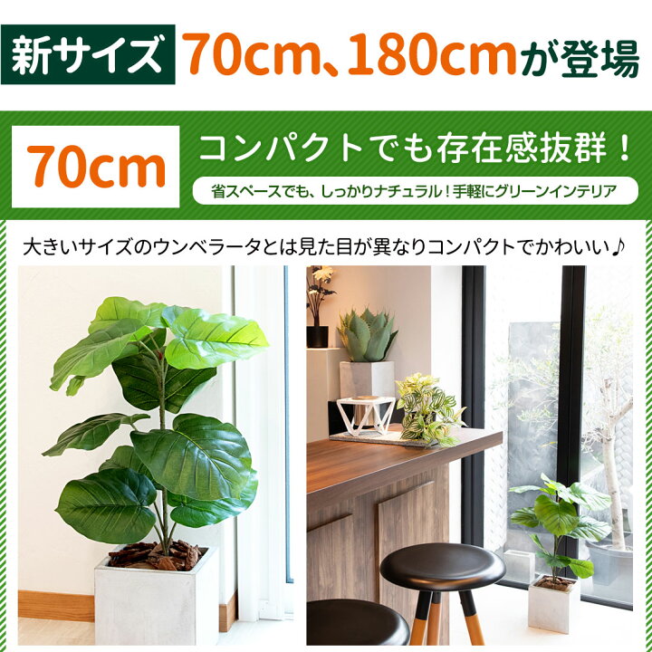 楽天市場】【14日20時から開始4時間☆20%OFF】フィカス・ウンベラータ 