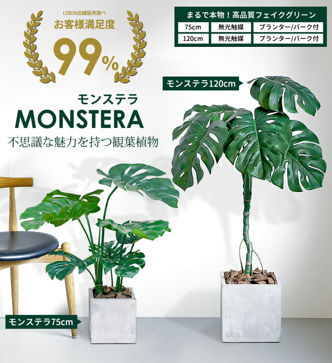 楽天市場】【本日20時から開始4時間☆20%OFF】モンステラ 75cm 120cm 