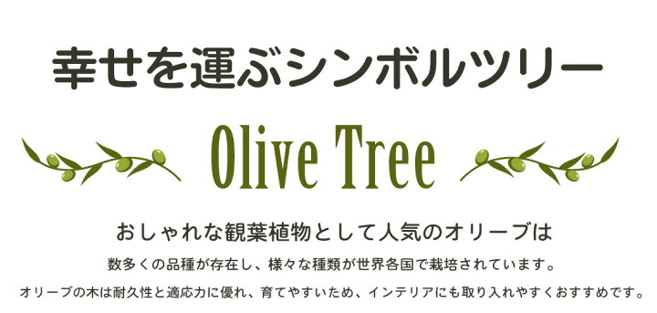 楽天市場 オリーブ アルベキーナ オリーブ ギフト観葉植物 オリーブの木 シンボルツリー ギフト 鉢植え 誕生日 開店 引越 祝い 引越祝い 新築祝い インテリア 大きいサイズ スペイン産 送料無料 リーベン ヨーロッパの暮らし